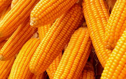 Organic yellow maize, Style : Dried