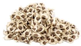 moringa seed