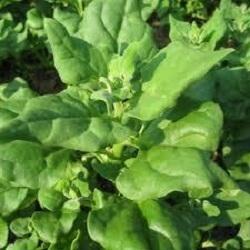 Fresh Spinach, Packaging Size : 15-20kg