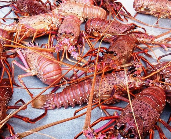 Spiny Live and Frozen Lobsters
