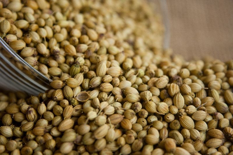 Coriander seeds