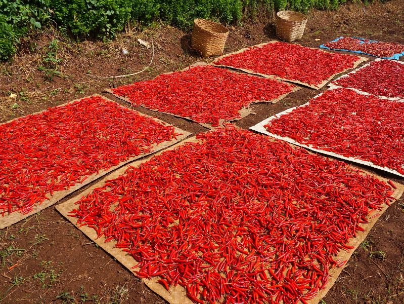 red chili