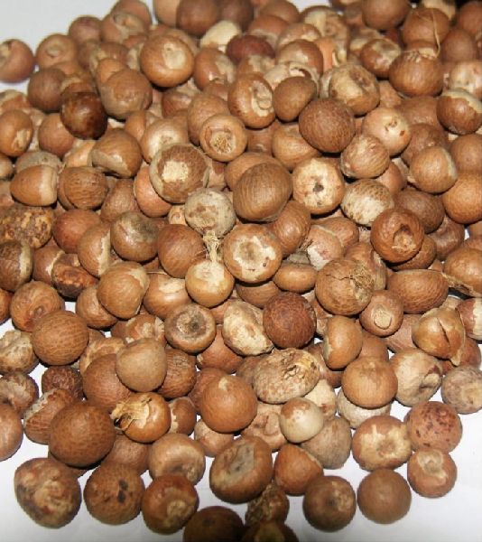 Dried Betel nuts for sale Buy dried betel nuts for best price at USD 400 / 500 Metric Ton ( Approx )