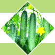 Cucumbe CRISPY GREEN
