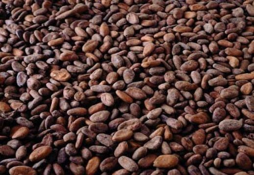 Organic Cocoa Beans