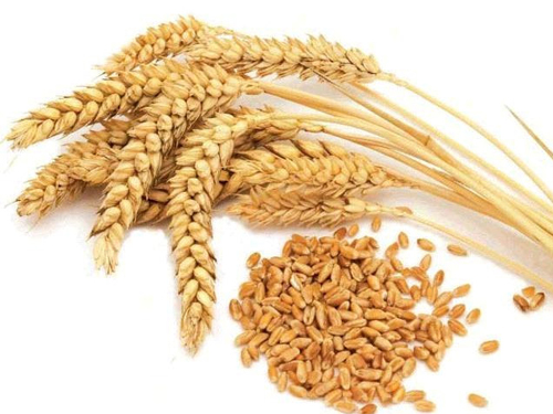 Organic Tukadi Wheat, for Making Bread