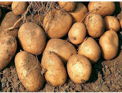 Organic Brown Raw Potato