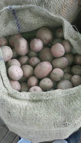Organic L R Potato