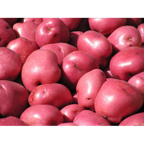 Organic Solanum Tuberosum Red Potato