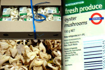 dry oyster mushroom