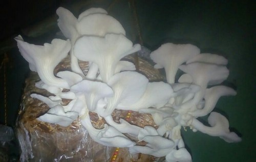 Fresh Oyster Mushroom 5Kg