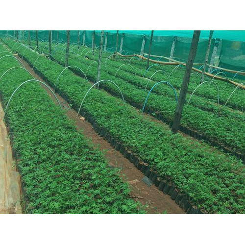 Organic Malbar Neem Plant
