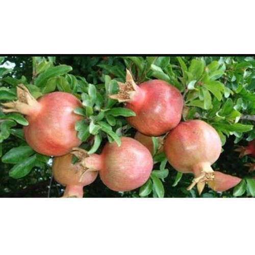 Organic Sinduri Pomegranate Plant