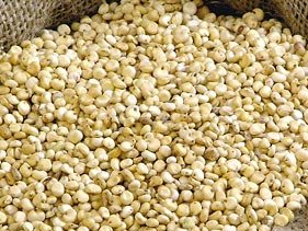 Grain sorghum