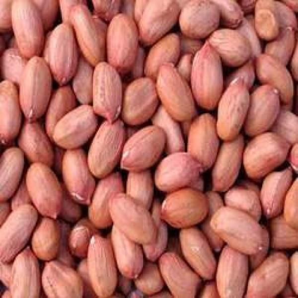 Peanut Buy peanut in Zamboanga Philippines from IMPORT AND EXPORT