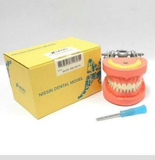 Dental Nissin Typodont Jaw Set