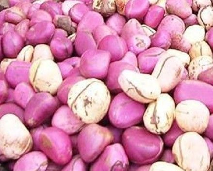 Kola Nuts