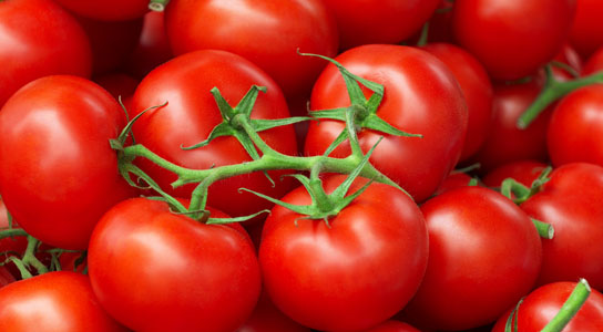 Tomato, Variety : SARDAR-151(F-1 Hybrid)