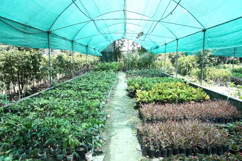 AshokaTree Plant