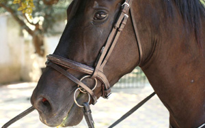 Grackle Bridles