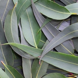 Eucalyptus Oil