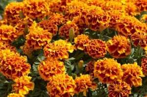 Tagetes Oil