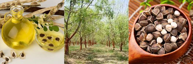 Pure 100% High Quality Virgin Moringa Oleifera Seed Extract Oil