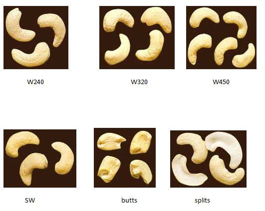 Cashew Nut Size Chart