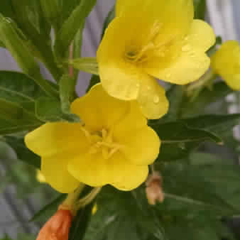 Evening Primrose Carrier Oil, Certification : CE, EEC, FDA, GMP, MSDS, HACCP, WHO, HALAL, ISO