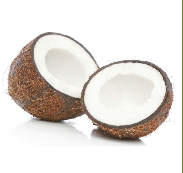 Common coconut