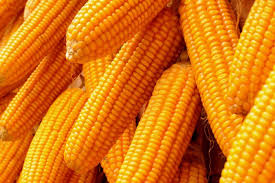 Organic yellow maize, for Animal Food, Cattle Feed, Human Food, Style : Fresh