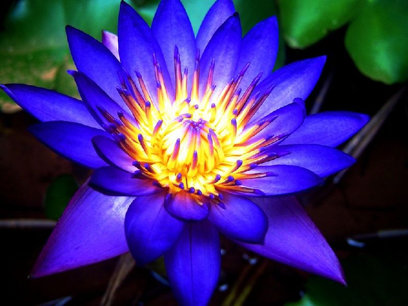 Blue Lotus Flower by Mahi Krishna International, blue