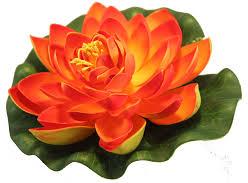 Organic Orange Lotus Flower, for Garlands, Vase Displays, Wreaths