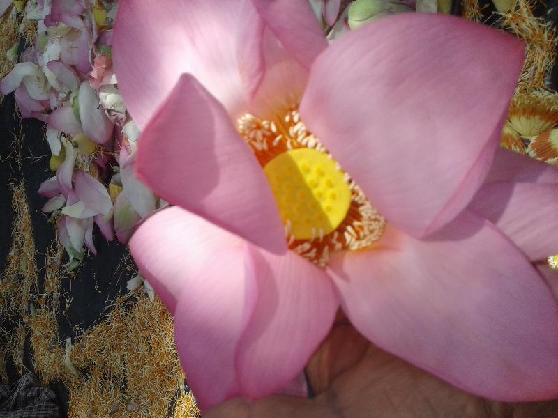 Organic Pink Lotus Flower, for Garlands, Vase Displays, Wreaths