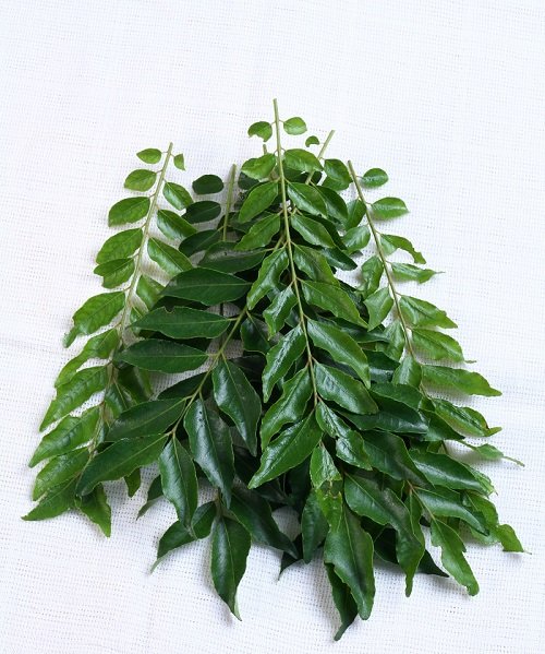 Curry Leaf oil, Feature : High In Protein, Rich In Vitamin