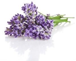 Lavender oil, for Cosmetics, Pharmas, Packaging Type : 100ml, 200ml, 250ml