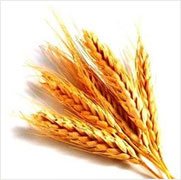 Wheat Germ Oil, for Cooking, Medicine, Purity : 100%