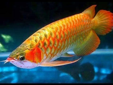 Arowana Fish