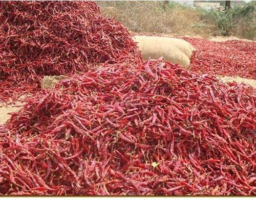 Organic Kashmiri Dried Red Chilli, Packaging Type : Plastic Packet, Plastic Pouch