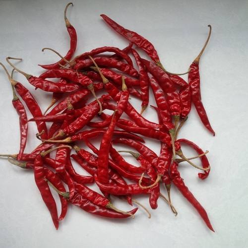 Teja Dried Red Chilli, Packaging Type : Gunny Bags, Jute Bag, Pp Bag