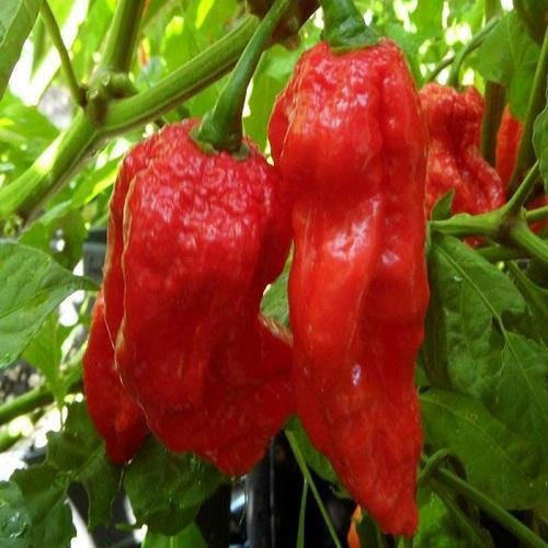 King Red Chilli