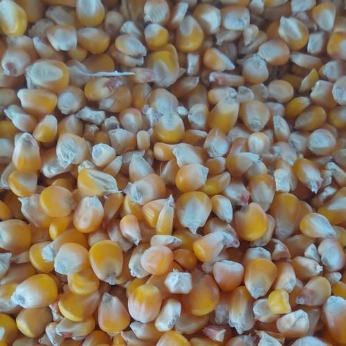 Natural Small Yellow Maize, for Animal Food, Cattle Feed, Making Popcorn, Style : Dried