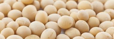 White Soybean