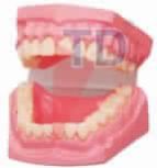 Dental Care Model