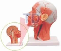 HUMAN HALF HEAD AND NECK WITH MUSCLES MODEL