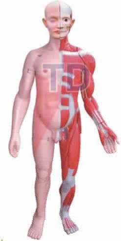 HUMAN MUSCULAR TORSO MALE Dissectable