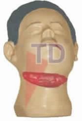 SUICIDAL WOUNDS OF THROAT MODEL