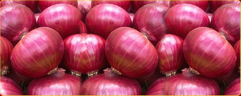 Oval Organic Fresh Big Red Onion, for Human Consumption