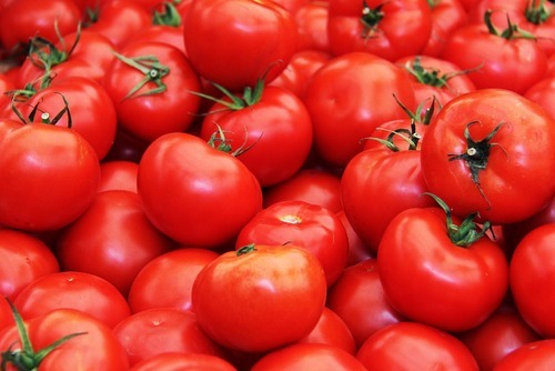 Organic Fresh Red Tomato