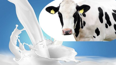 Fresh Cow Milk, for Home Purpose, Office Pantry, Restaurant, Form : Liquid